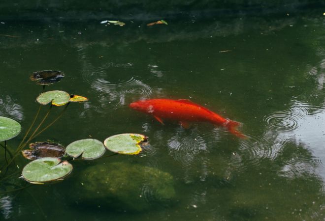 Ihr Partner für maßgeschneiderte GFK Teichbecken