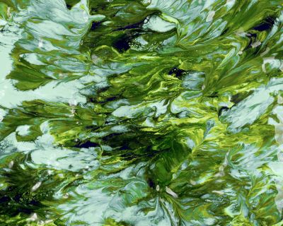 Effektive Naturstrategien gegen Algen in Pools