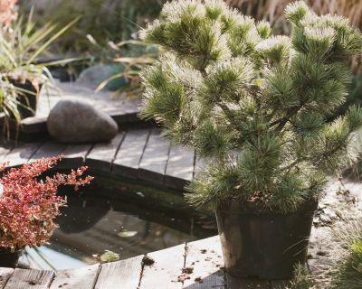 GFK-Teichbecken: Robust, vielseitig und pflegeleicht – Die perfekte Lösung für Ihren Gartenteich